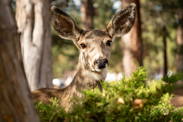 A deer stands among trees and low greenery on COCC Bend campus.