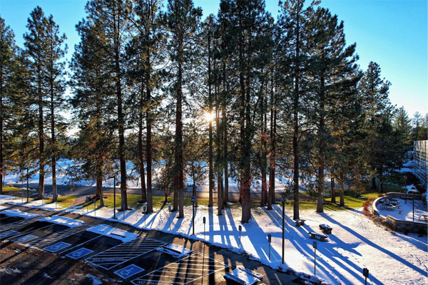 Snow-covered campus grounds with tall pine trees casting long shadows across a parking lot on a sunny winter day.