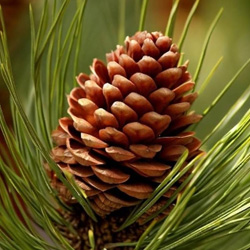 Pinecone