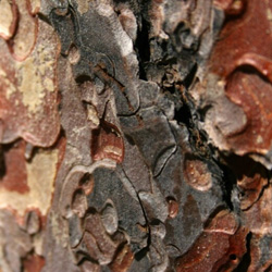 closeup of treebark