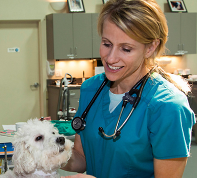 Veterinary professional examining a small white dog.