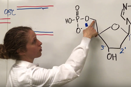 Teresa De Sitter, Assistant Professor of Human Biology