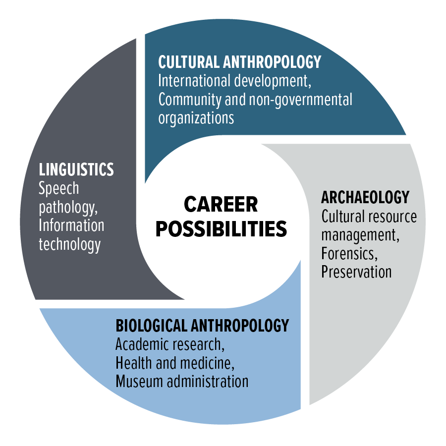 A circular infographic titled “Career Possibilities” showing four main branches of anthropology and related careers.