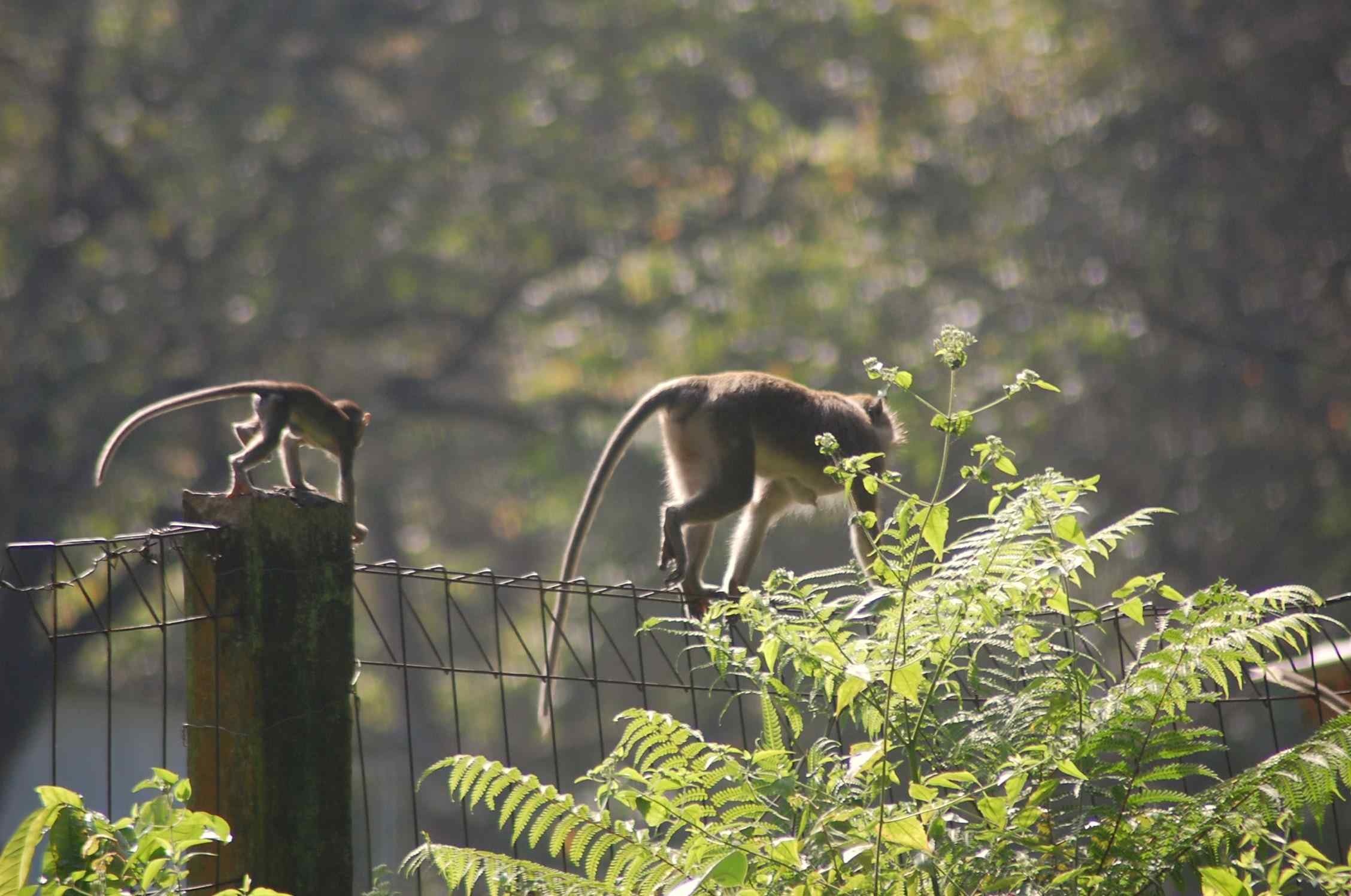 Monkeys on Fence Monkeys on Fence