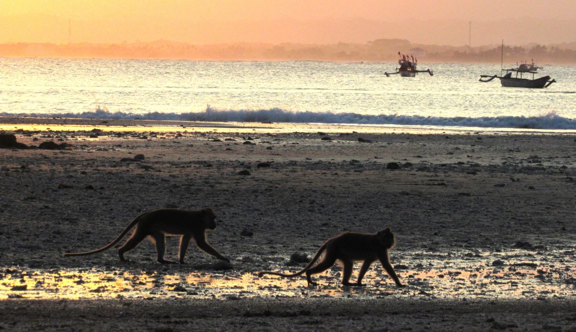 Two Macaques on Beach Two Macaques on Beach