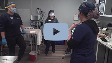 video of COCC Vet Tech Students getting hands on experience